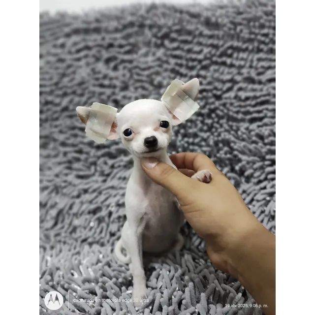 Chihuahua
