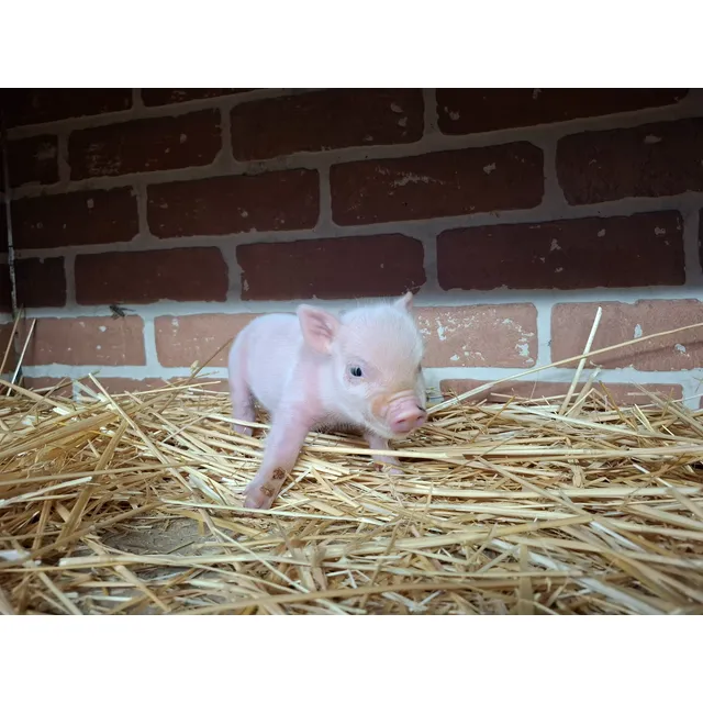 Minipig Mini Pig Niñas Totalmente Rositas