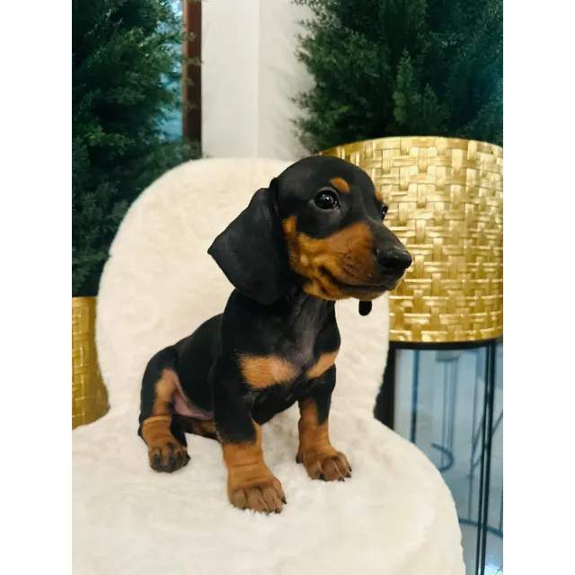 Cachorros Dachshund