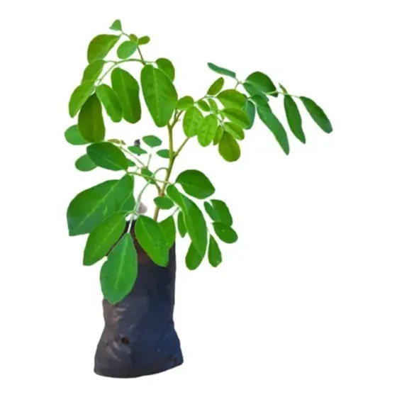 20 Mudas De Moringa Promoção 20cm Pronta Para Plantar