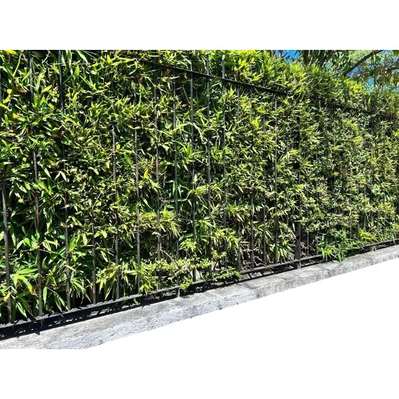 7 Plantas De Cañas Bambú, Tacuara, Bamboo (ideal Cercos)