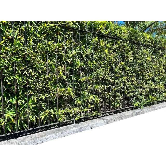 20 Plantas De Cañas Bambú, Tacuara, Bamboo (ideal Cercos)