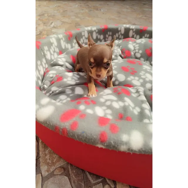 Chihuahua Hermositos Color Chocolate Cachorros Chiguagua
