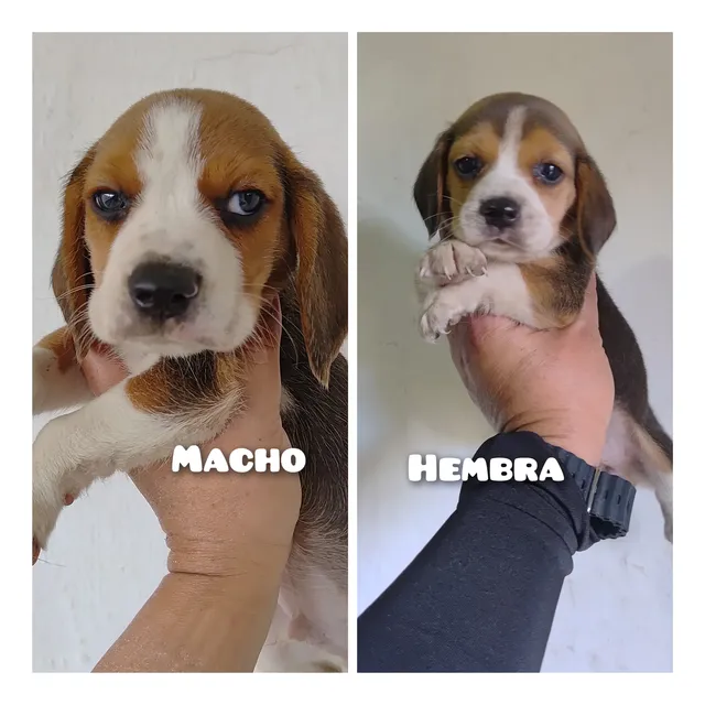 Cachorro Beagles Hembra Y Macho 