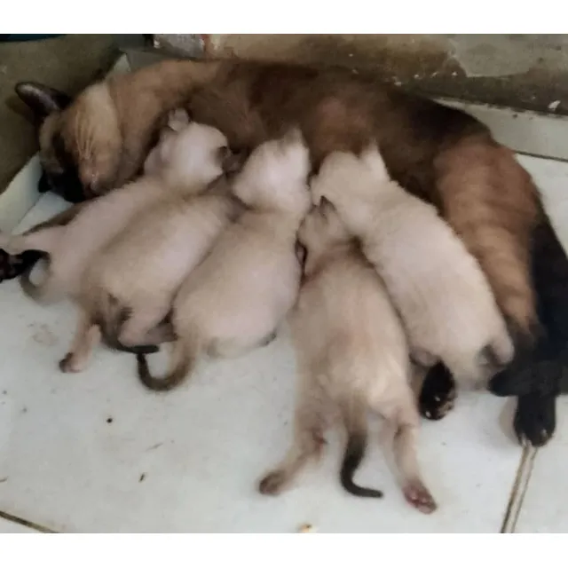 Gatos Siameses: 2 Hembras Y 3 Machos Color Claro