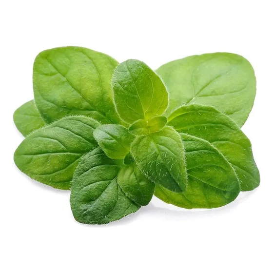Bandeja Plantines Oregano
