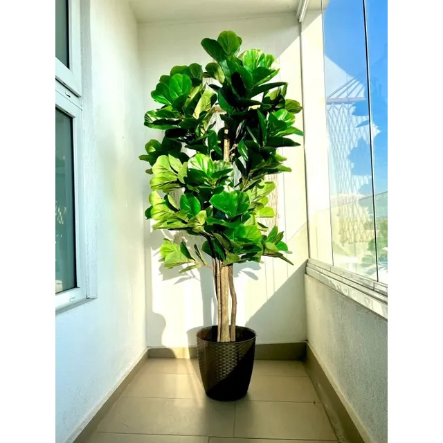 Planta Artificial Ficus Lyrata 180 Cm 232 Hjs / Arbusto Real
