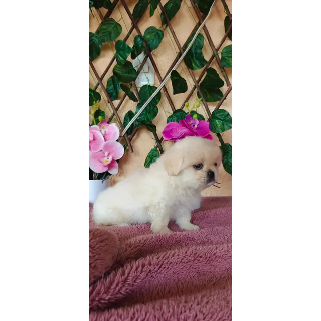 Pekinés Cachorro Macho Pequines Blanco
