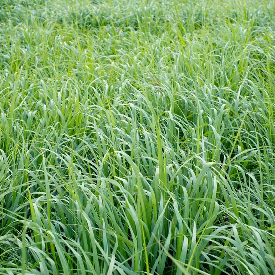 Semilla De Césped Resistente A Sequía E Inundación De 0.45 K