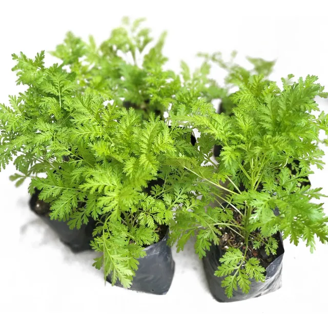 Artemisia Annua/ Artemisa