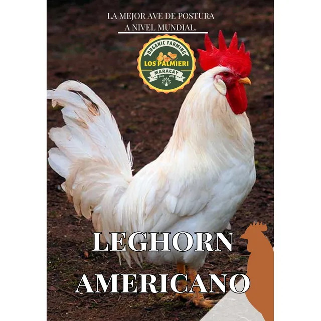 Leghorn Americano
