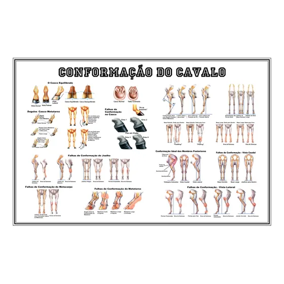 Poster 65x100cm - Conformação Do Cavalo: Avaliação E Identificação De Defeitos - Plastificado