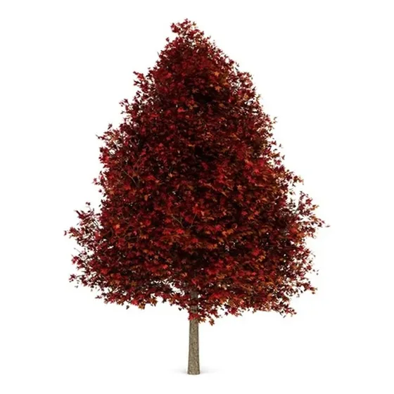 Arbol Liquidambar - 4 Años - Ent. Gratis Caba Y Gba 