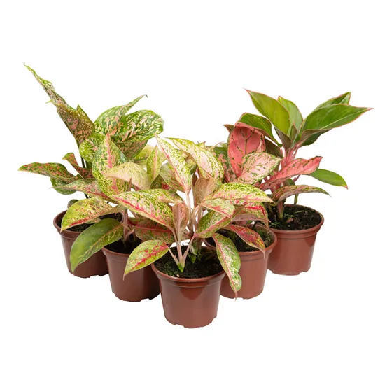 Aglaonema P12 Especies Variadas