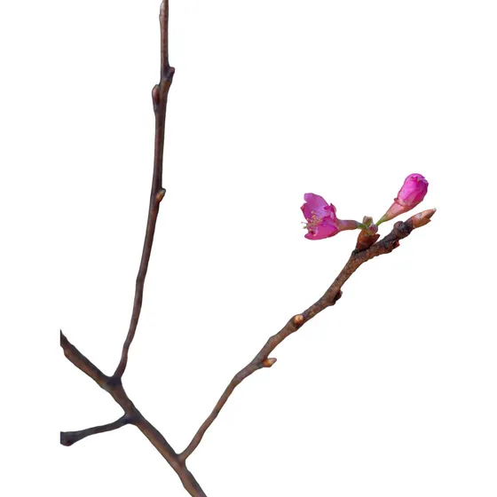 Cerezo Sakura Japones +1metro De Altura