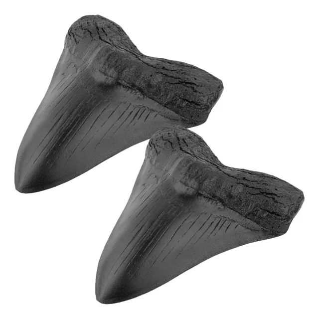 Diente De Tiburón Megalodon Fosilizado Natural Auténtico