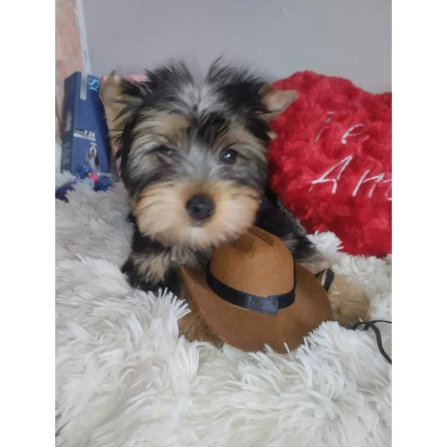 Cachorros