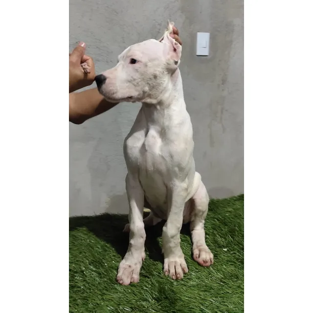 Perro Dogo Argentino Con Pedigree