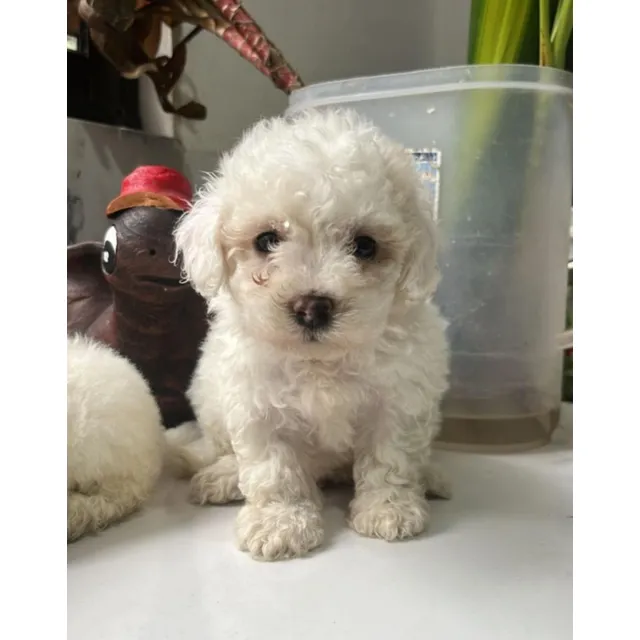 Hermosos Cachorros French Mini 160$