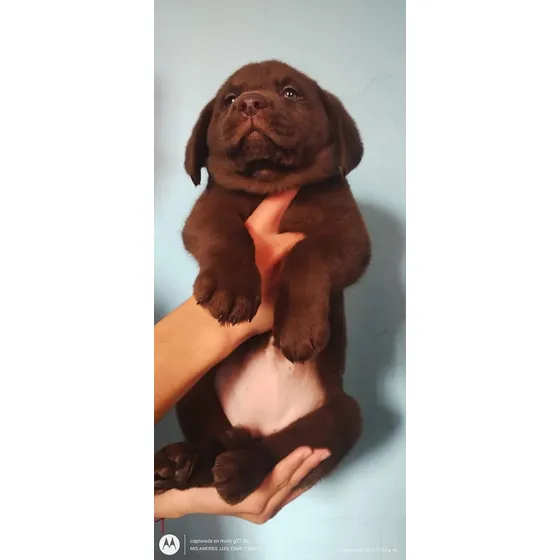 Cachorros Labradores Con Pedigree