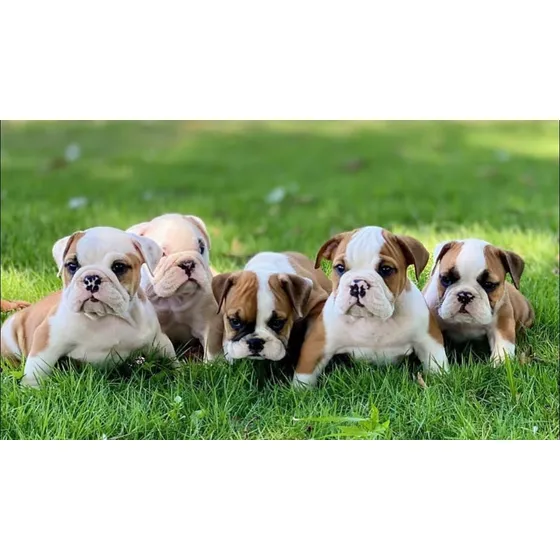 Cachorros Bulldog Ingles 2 Meses De Nacidos, Vacunados
