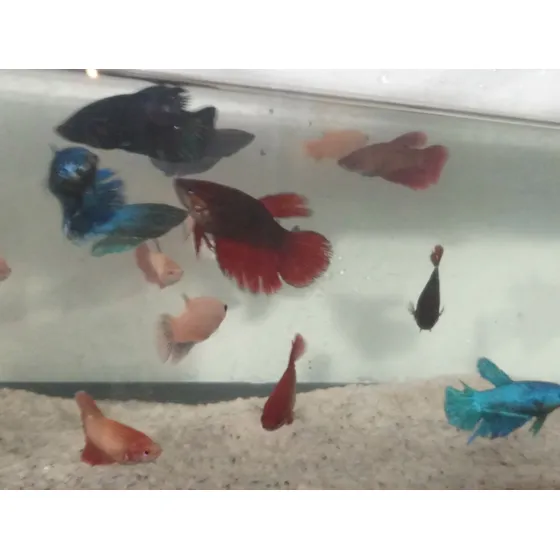 Betta Fêmea 5 Unidades ( Cores Sortidas) + Brinde