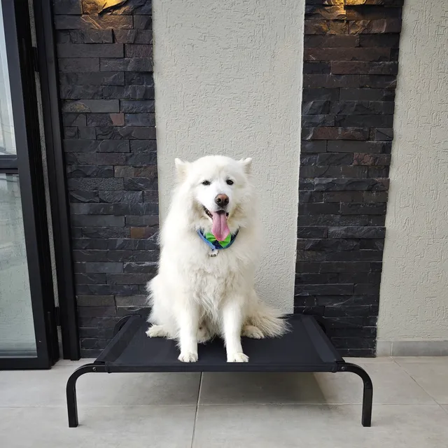 Cama Elevada Para Perros En Tubo Y Lona Antifluidos Talla L