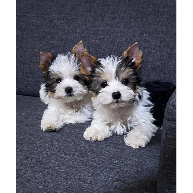 Hermoso Cachorro Biewer Yorkshire Blanco