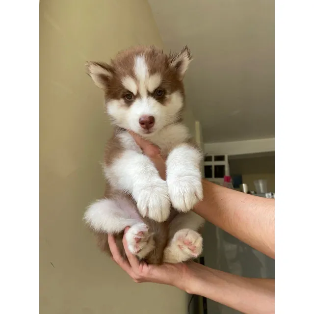 Cachorrro Husky Siberiano