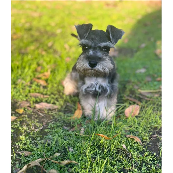 Schnauzer Mini Hembra Sal Y Pimienta Con Pedigree