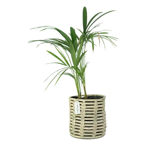 Canasto Cesto Portamaceta Planta Palma Artesanal Deco Oferta