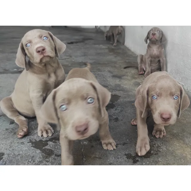 Cachorros Braco De Weimaraner.