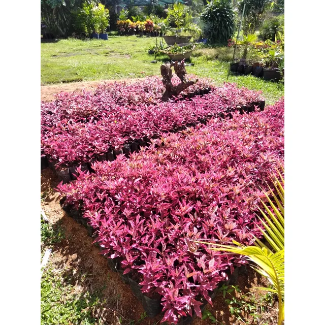 Plantas Ornamentales. Gota De Oro, Teresita, Ixora, Te Rojo