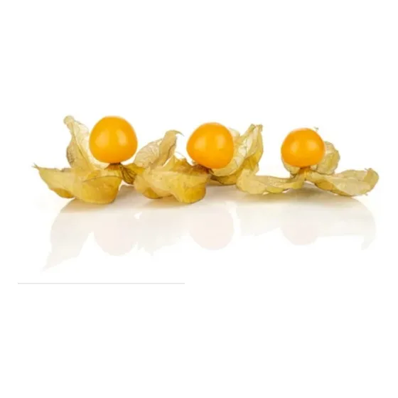 Planta De Uchuva, Aguaymanto, Physalis Peruviana