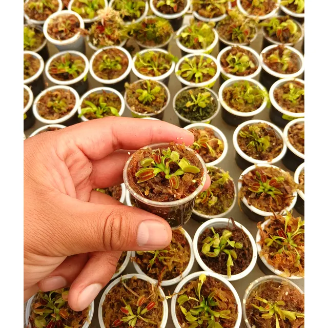 Venus Atrapamoscas Bebés (plantas Carnívoras)