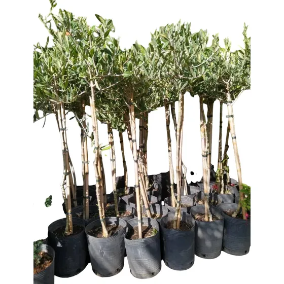 Arbol Olivo En 10 Litros. Certificado Por Senasa 