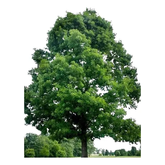 Roble Blanco (roble Americano)(quercus Macrocarpa)