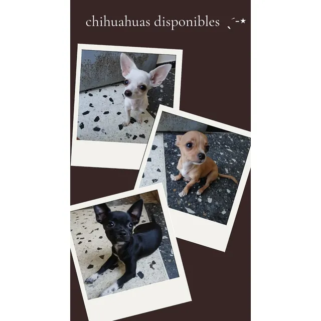 Chihuahuas Hembra Y Machos