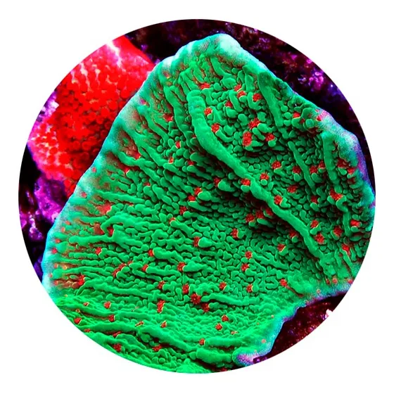 Coral Marinho:  Montipora Chilli Peper