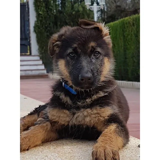Criadero Pastor Alemán Puros Cachorros Venta Pereira