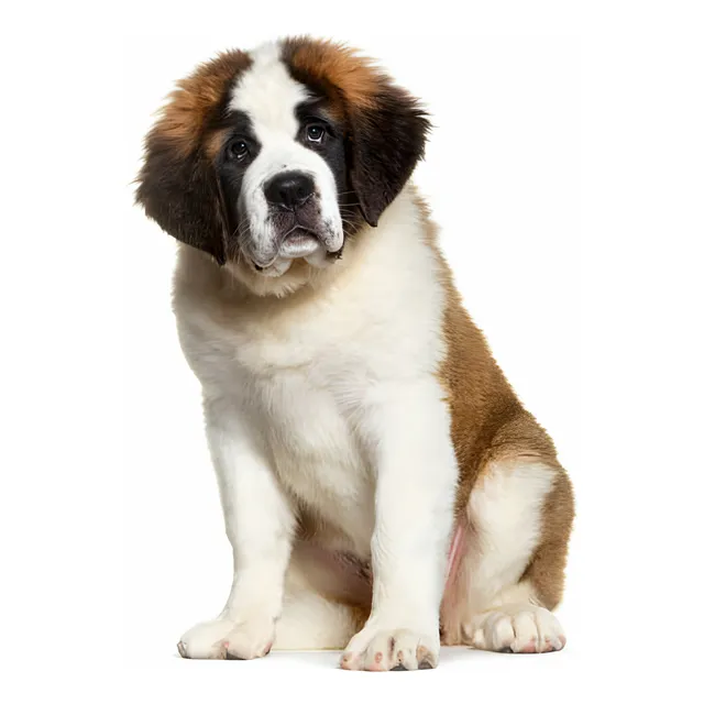 Perros San Bernardo Cachorros Pet Puppy Bogota Cali Medellin