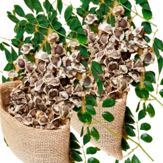 Semilla De Moringa 100% Órganica 1kg. Mas Sorpresa