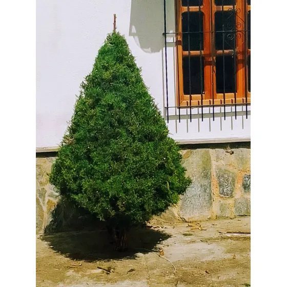 Pino De Navidad Natural, Excelente Fragancia Y Frescura.