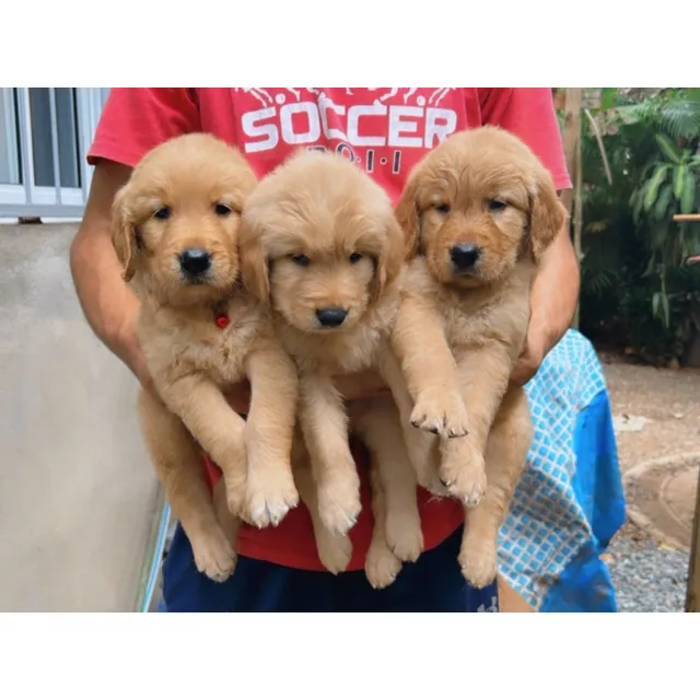 Golden Retriever Hermosos Cachorros Disponibles 
