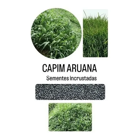 Capim Aruana - 1 Kg De Sementes Incrustadas