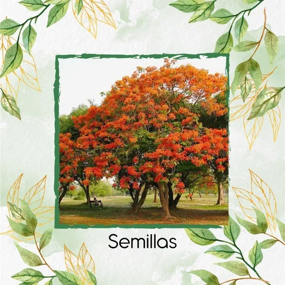 150 Semillas De Árbol Tulipán Africano 