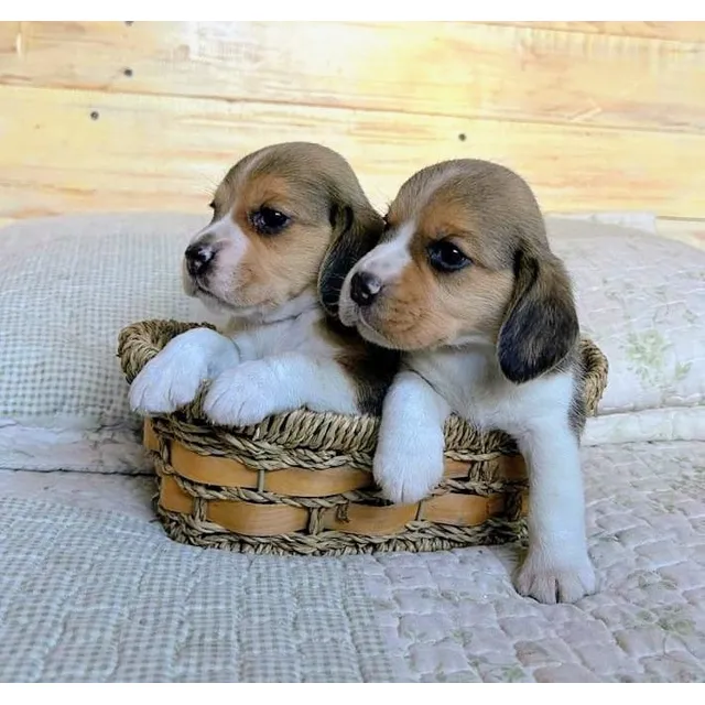 Cachorro Beagle