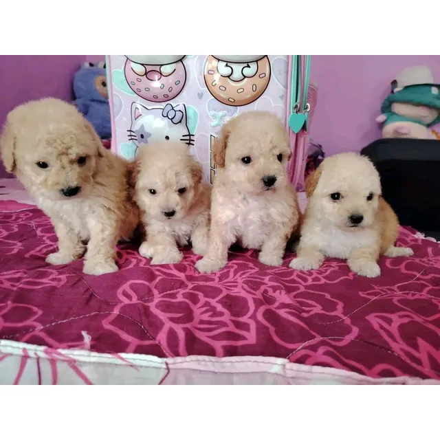 Cachorros Poodle Mini Toys Pequeños Buena Genét Descripción