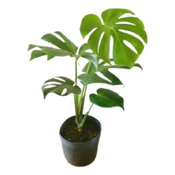 Monstera