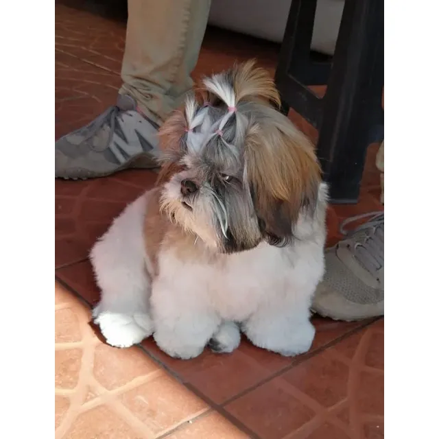 Peluditos Shih Tzu